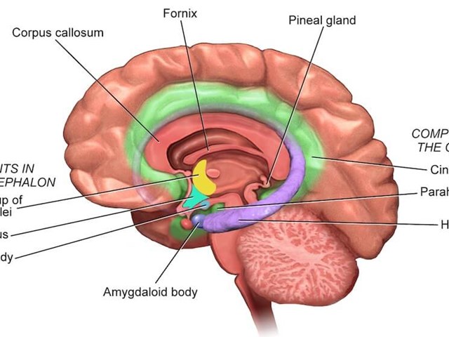 Auriculo Net Limbic.System