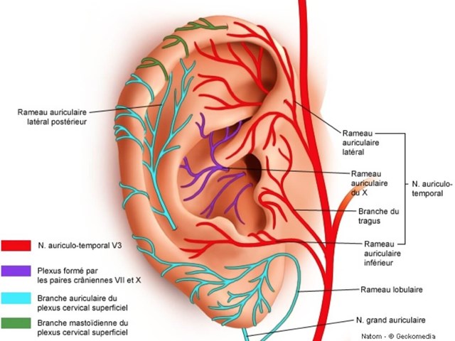 Auriculo Net Innervation Oreille