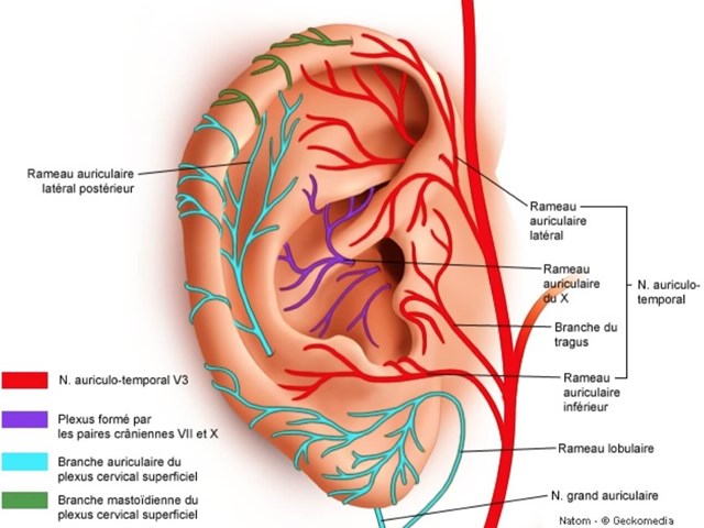 L’auriculothérapie face aux neurosciences