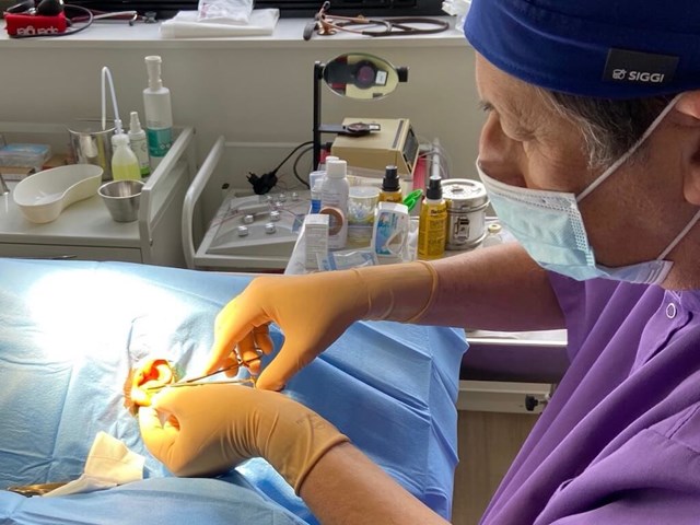 Auriculo Net Fils Sutures